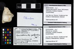 Foto (Objekt + Etikett) von Pithonoton sp.  (NHMW-GEO-2014-0194-0993)